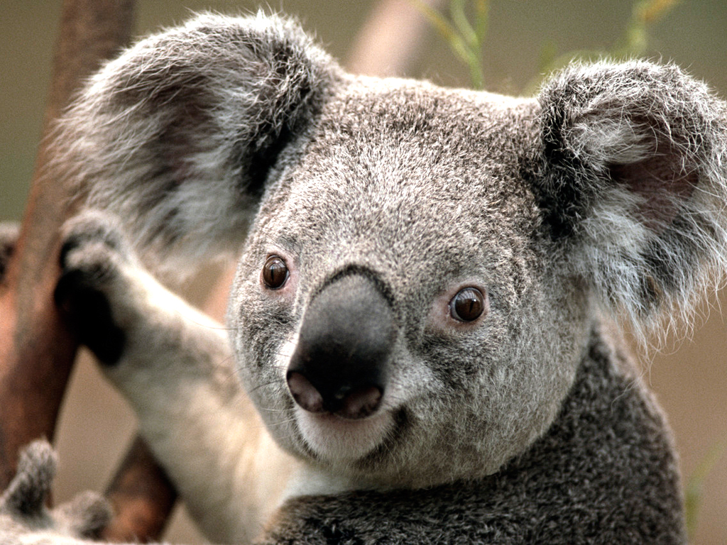 Koalabär